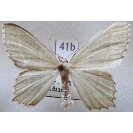 Hemithea aestivaria (Hübner, 1789) Czech41b